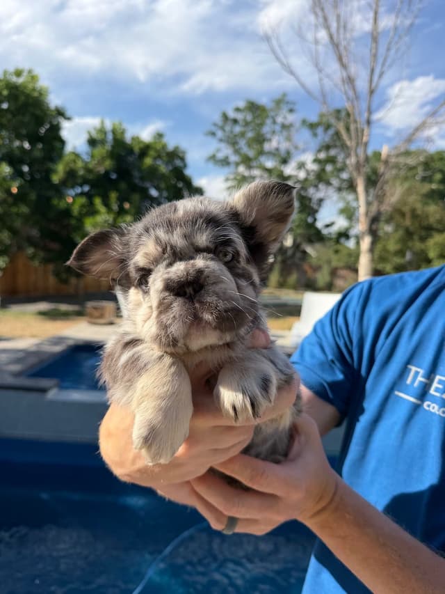 French Bulldog Puppies media 6