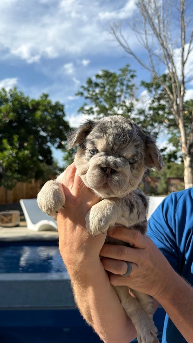French Bulldog Puppies media 7