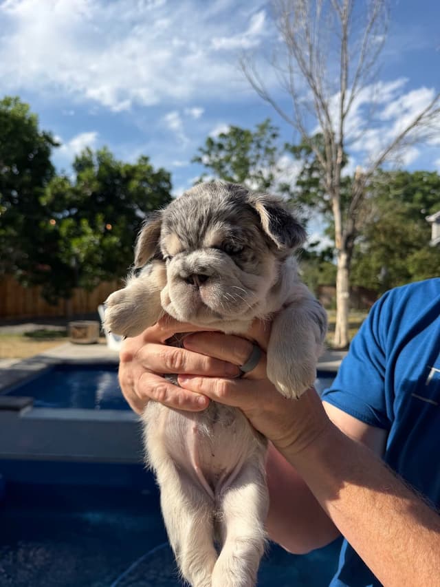 French Bulldog Puppies media 8