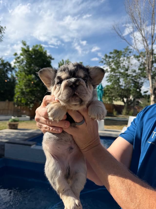 French Bulldog Puppies media 9