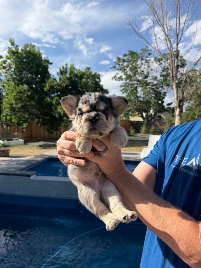 French Bulldog Puppies media 10