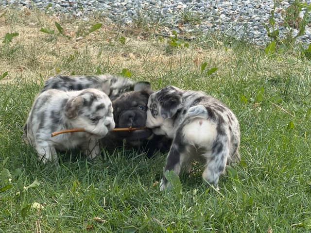 French Bulldog Puppies media 12