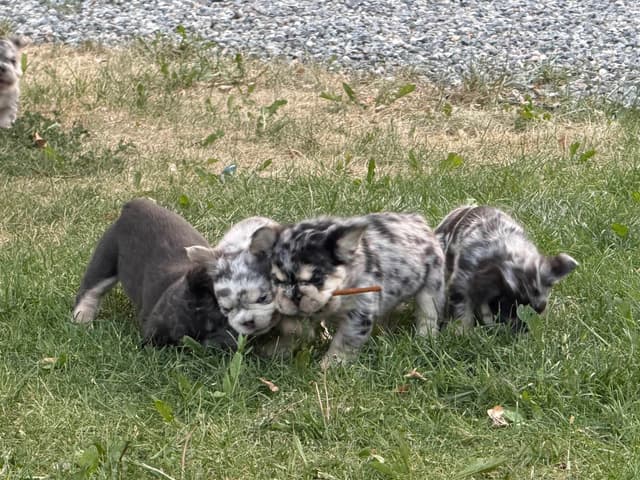French Bulldog Puppies media 13