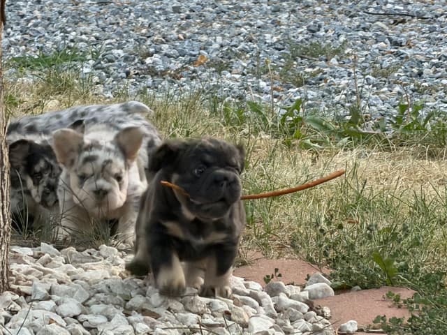 French Bulldog Puppies media 14