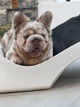 French Bulldog Puppies media 15