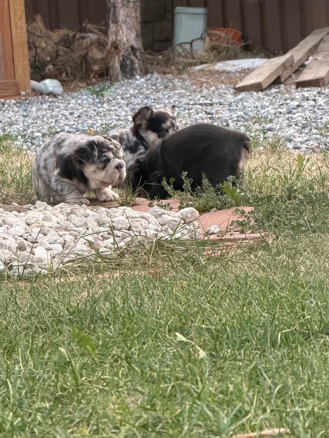 French Bulldog Puppies media 16