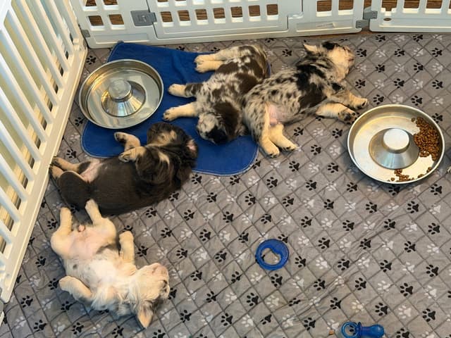 French Bulldog Puppies media 17
