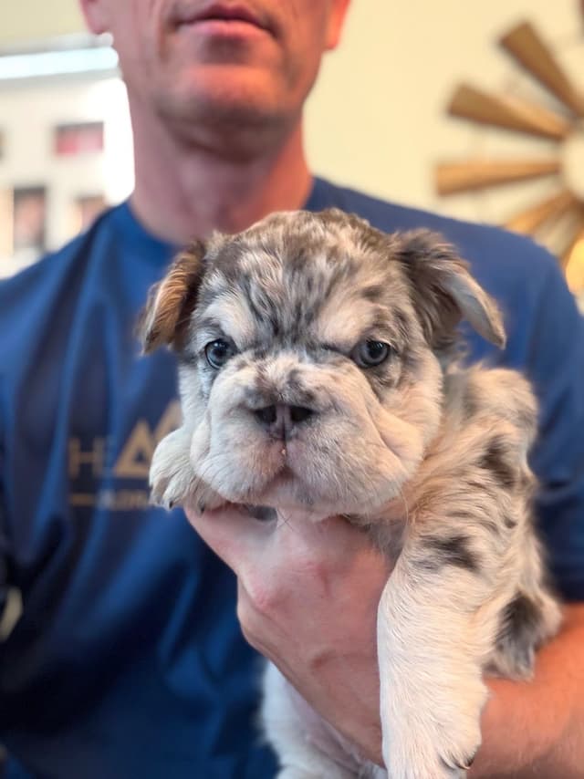 French Bulldog Puppies media 18