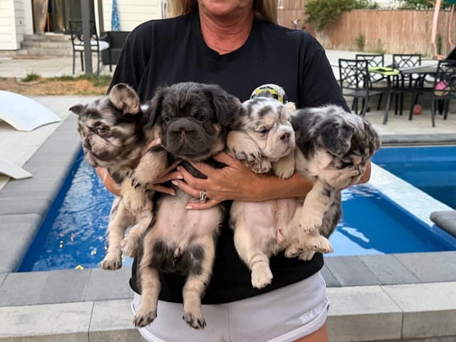 French Bulldog Puppies media 19