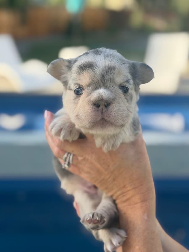 French Bulldog Puppies media 21
