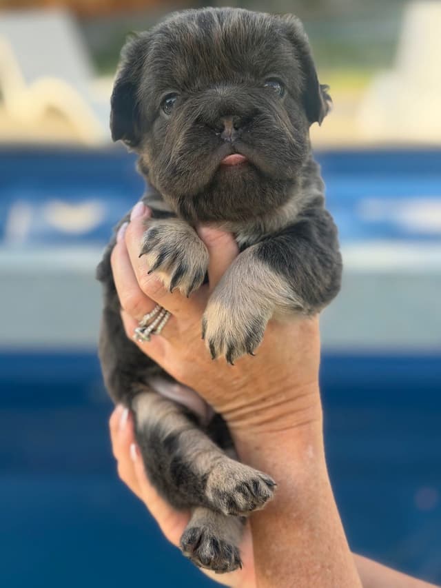 French Bulldog Puppies media 22