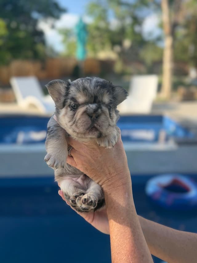 French Bulldog Puppies media 23