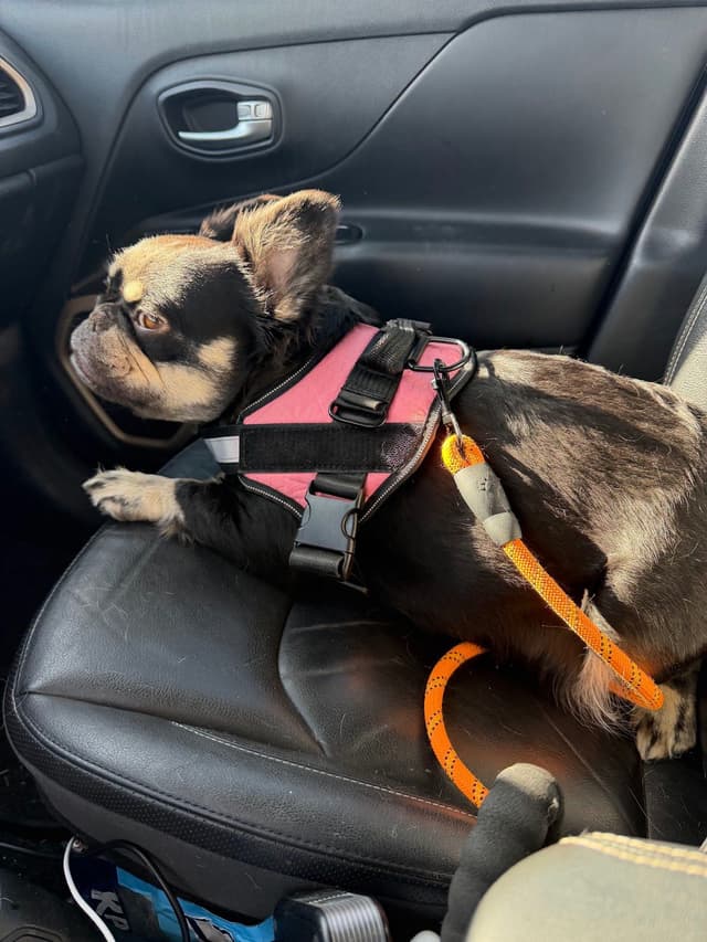 French Bulldog Puppies media 26