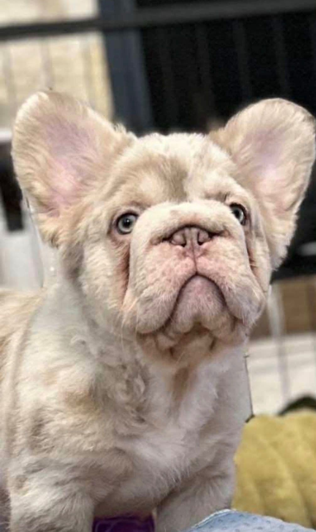 French Bulldog Puppies breeder image 1