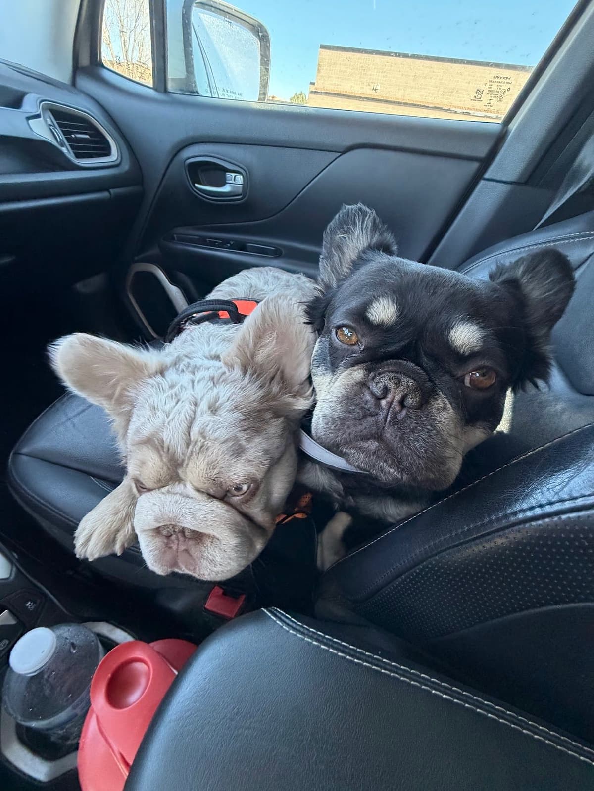 French Bulldog Puppies breeder image 2