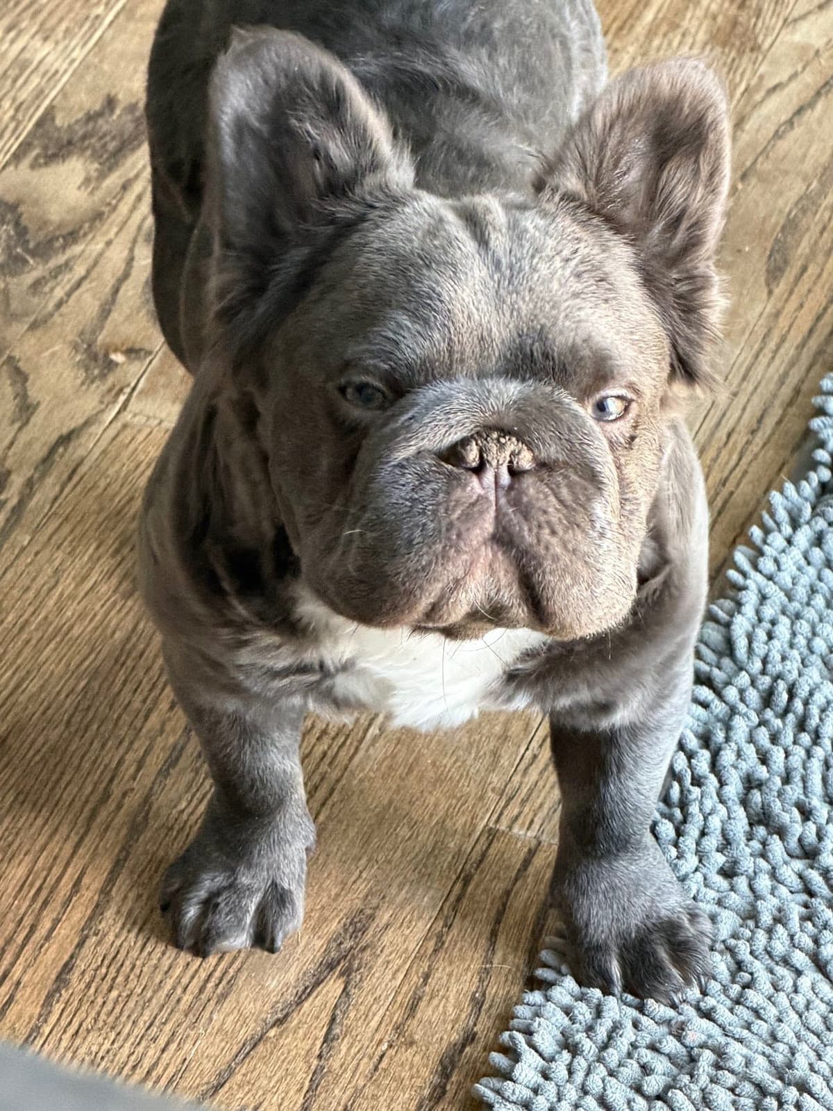 French Bulldog Puppies breeder image 3