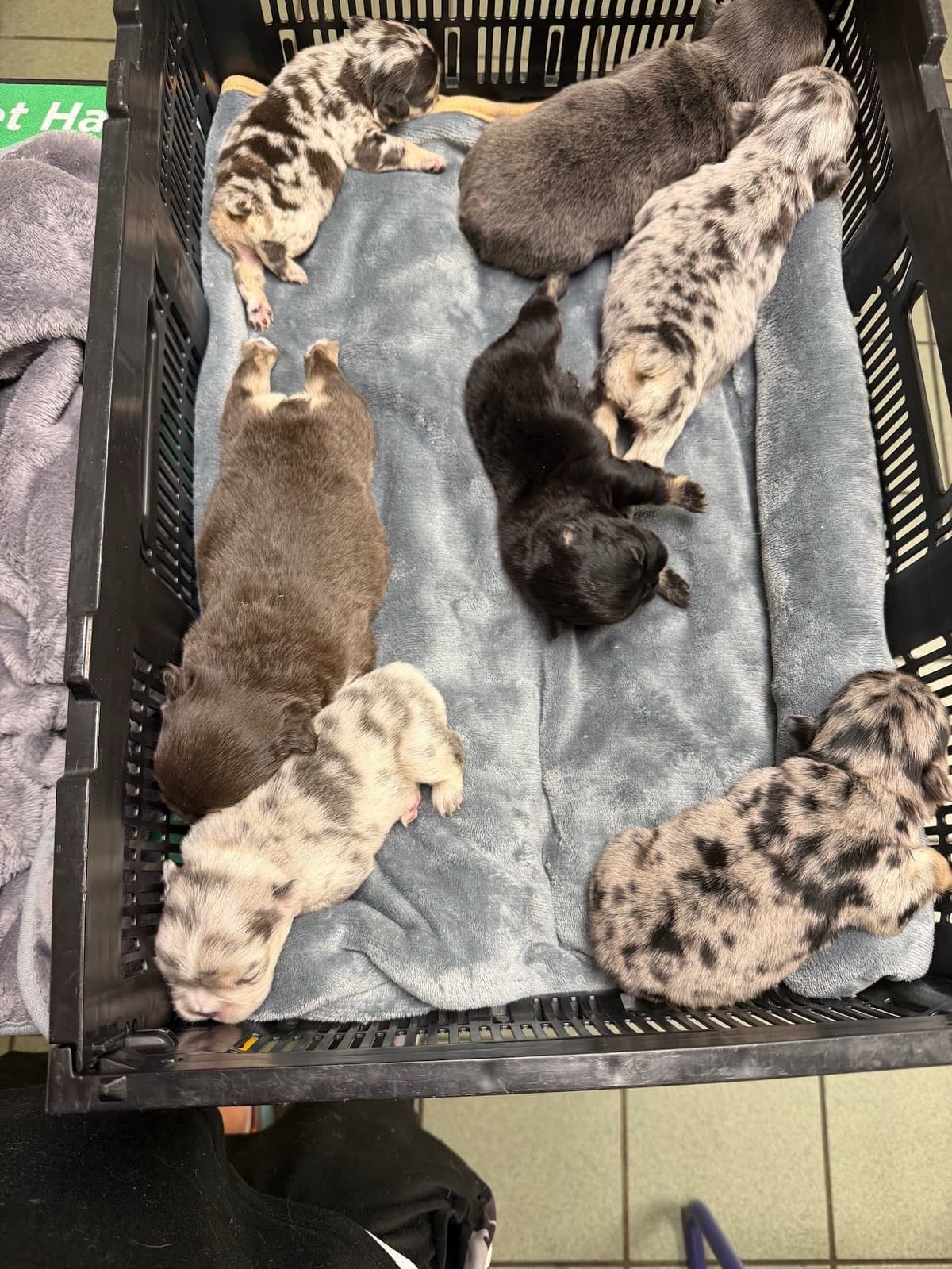 French Bulldog Puppies breeder image 4