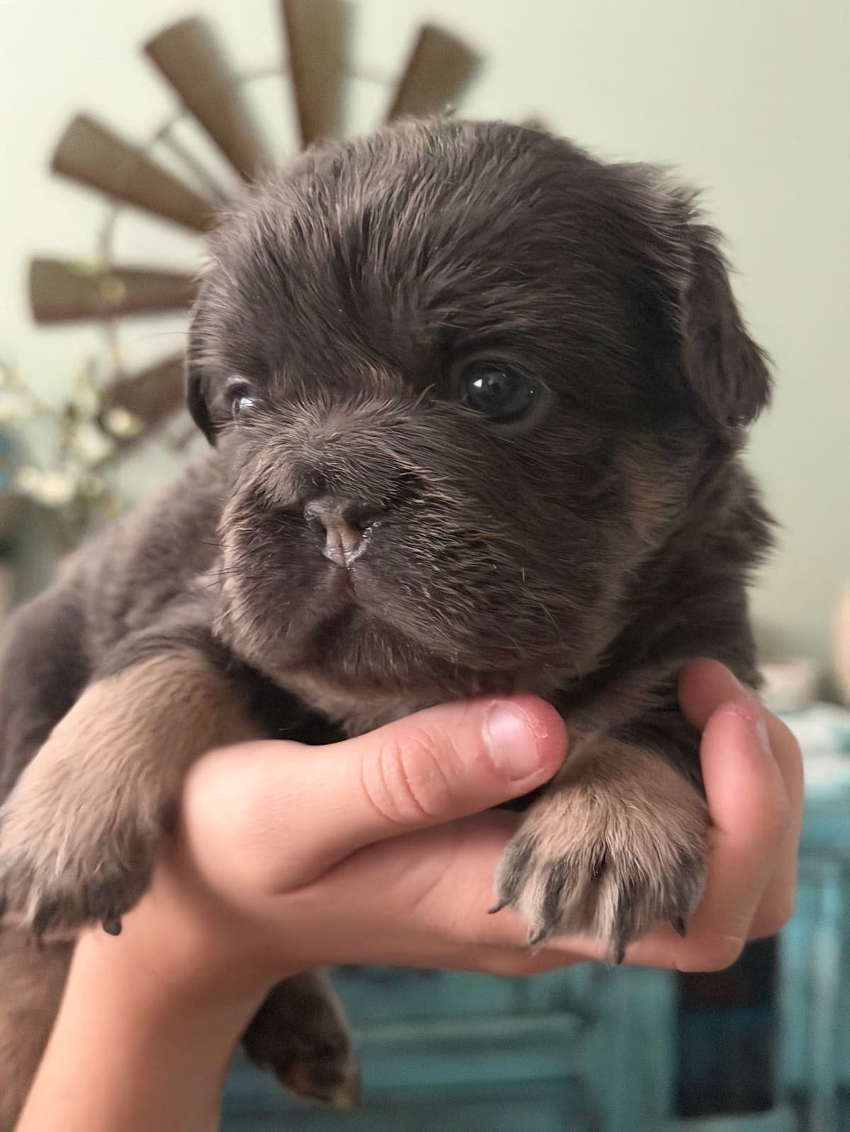 French Bulldog Puppies breeder image 5