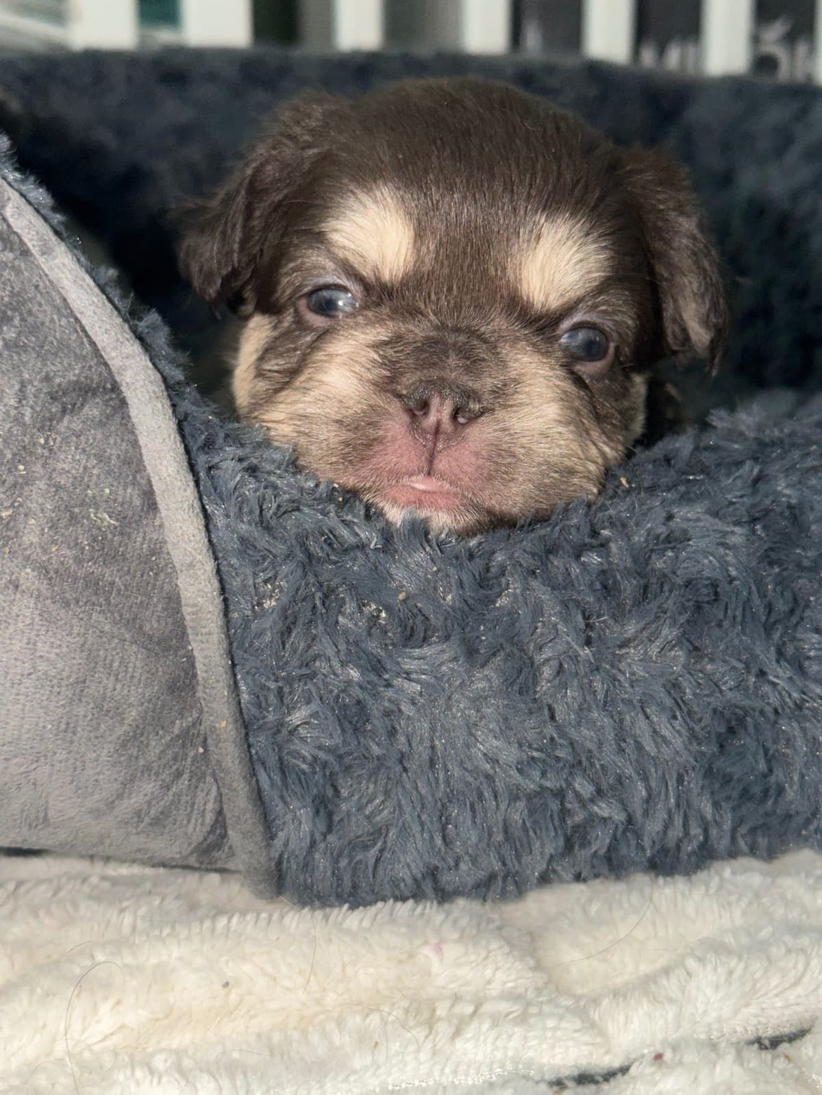 French Bulldog Puppies breeder image 6