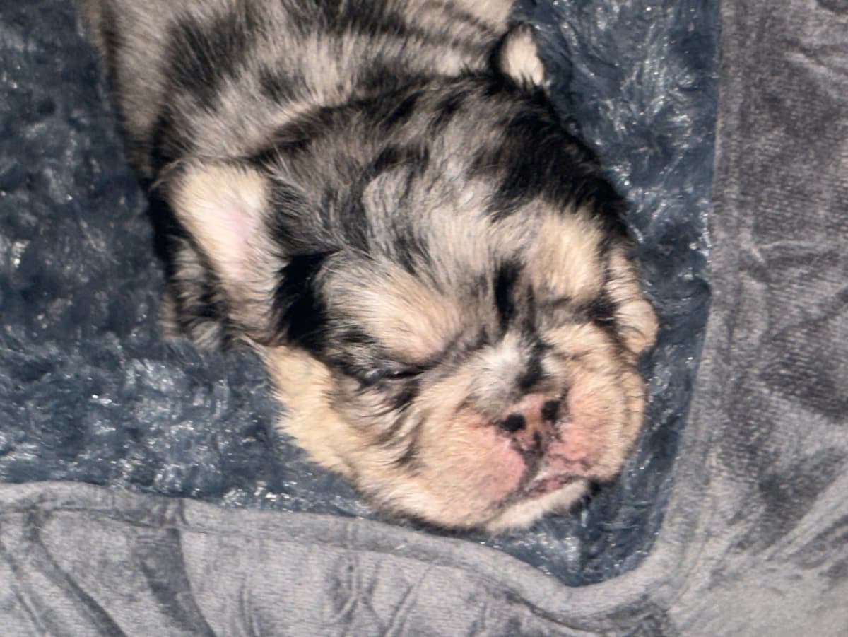 French Bulldog Puppies breeder image 7