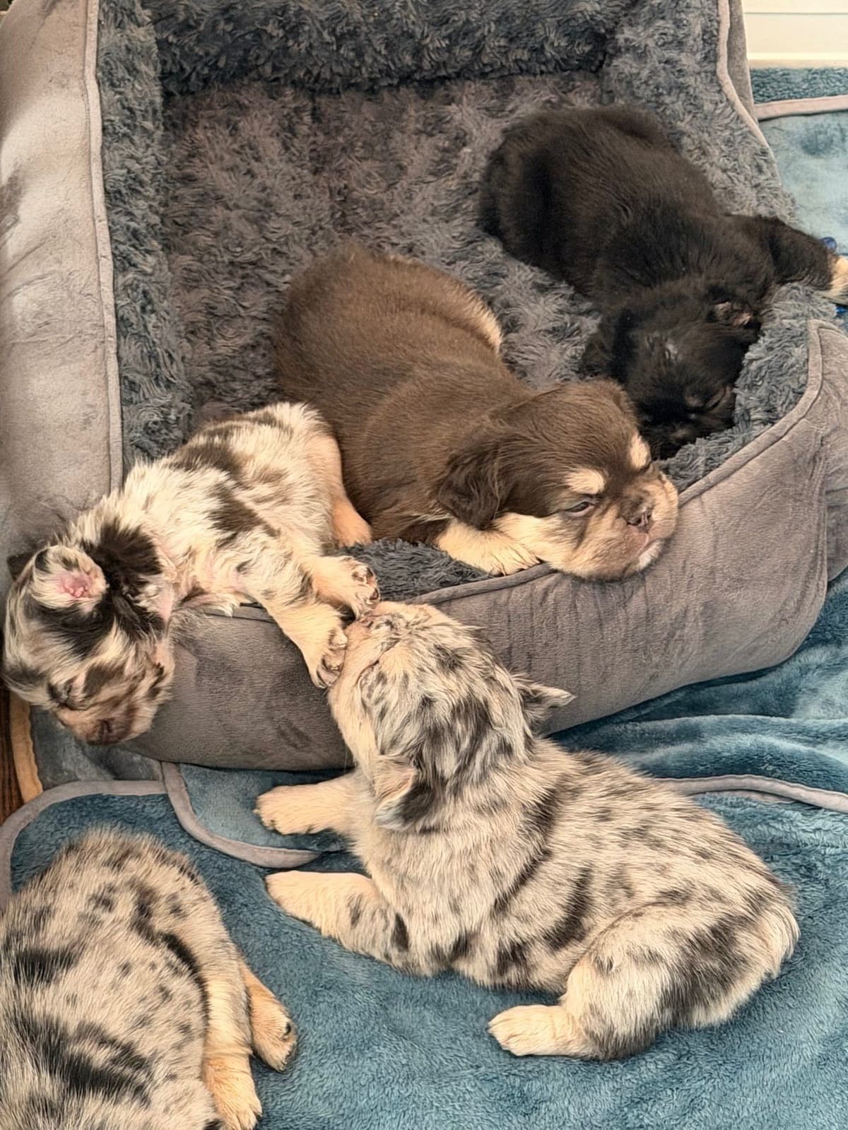 French Bulldog Puppies breeder image 8