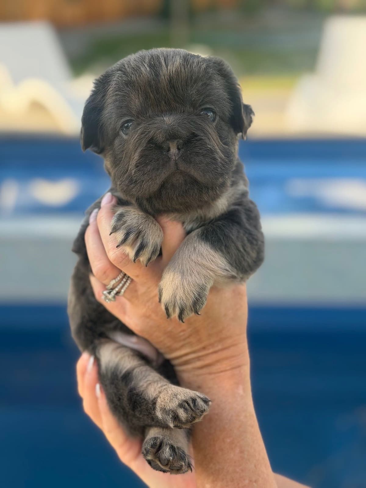 French Bulldog Puppies breeder image 9