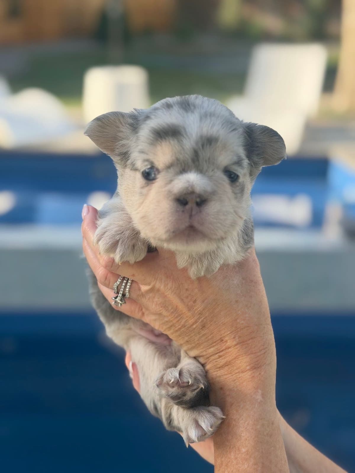 French Bulldog Puppies breeder image 10