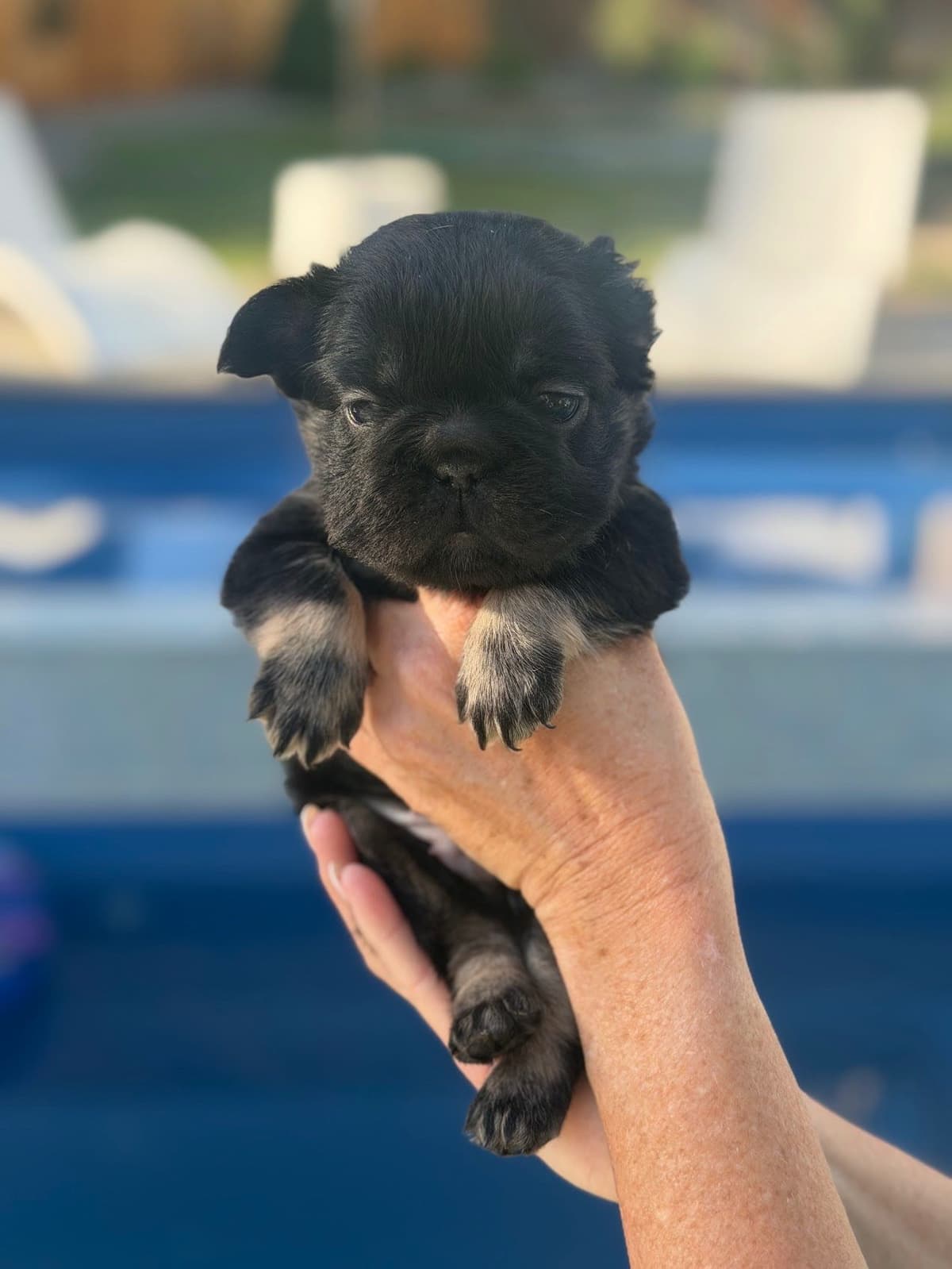 French Bulldog Puppies breeder image 11