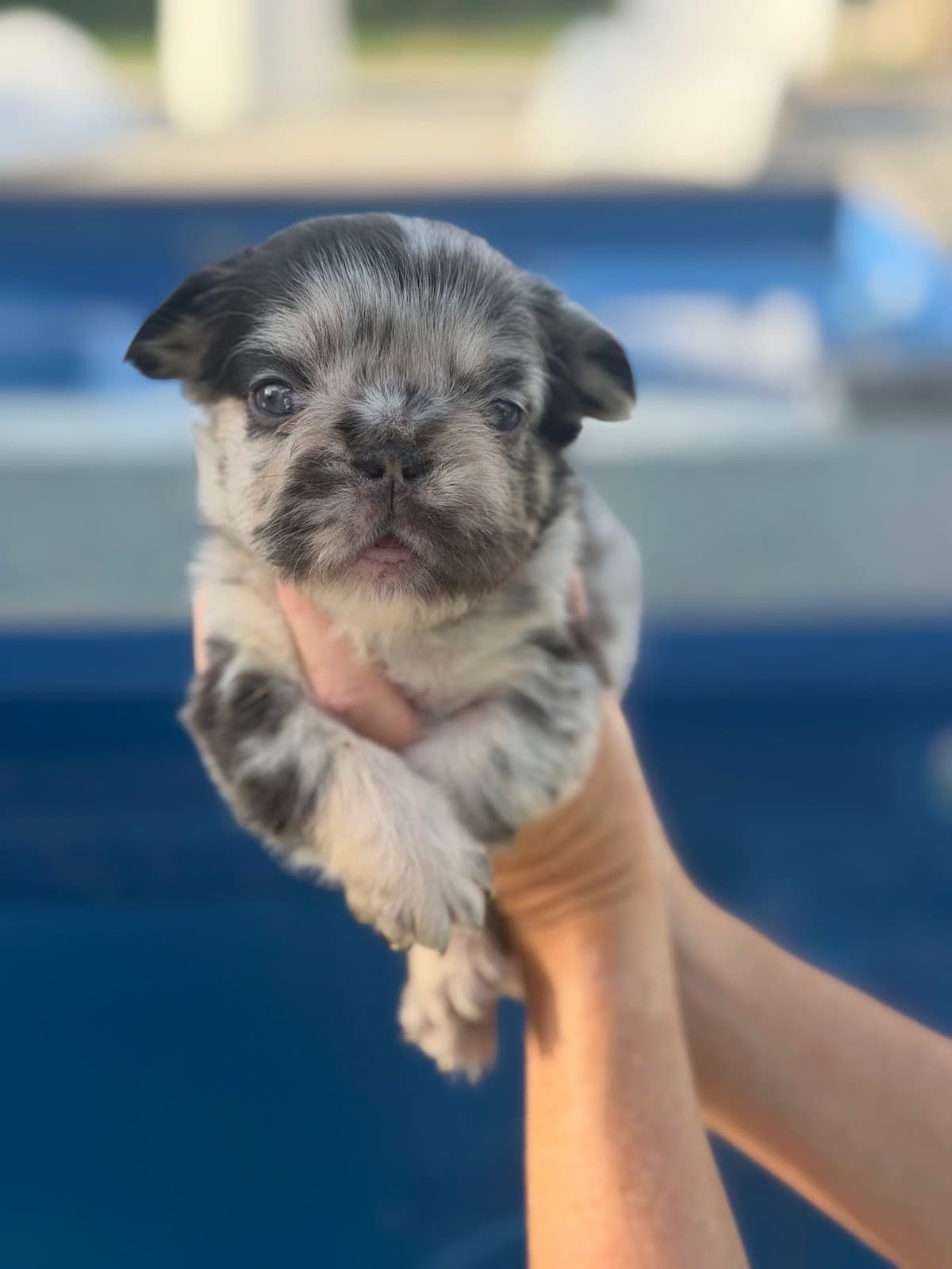 French Bulldog Puppies breeder image 12