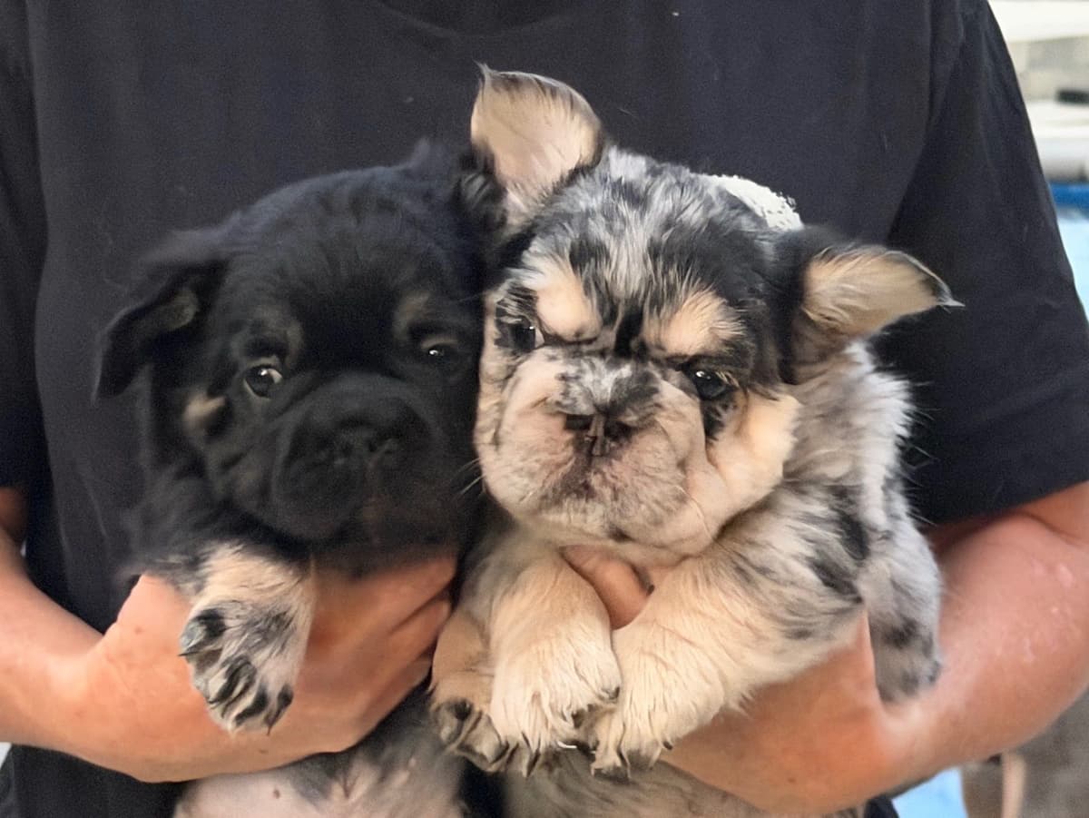 French Bulldog Puppies breeder image 14
