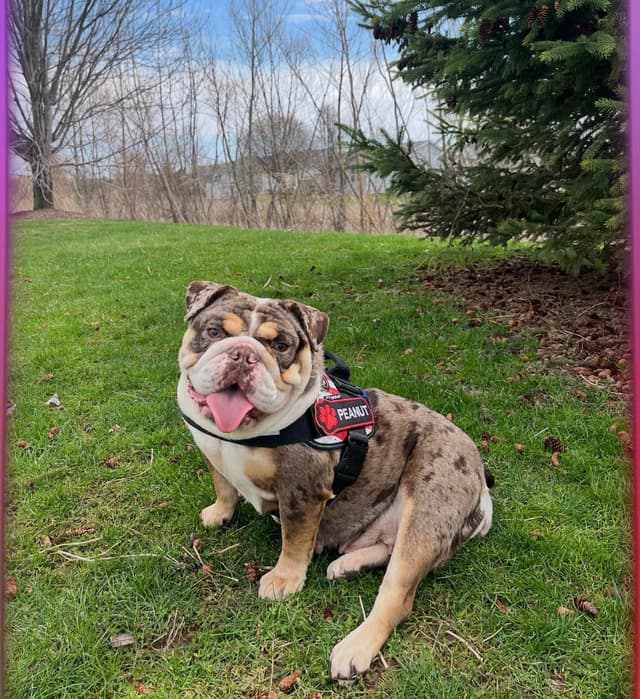 Bulldog Puppies media 2