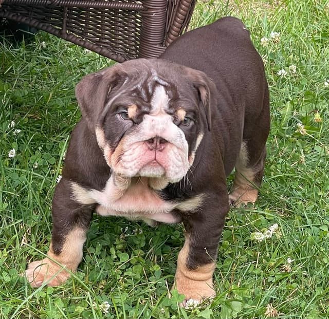 Bulldog Puppies media 3