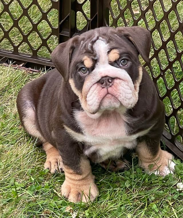 Bulldog Puppies media 4