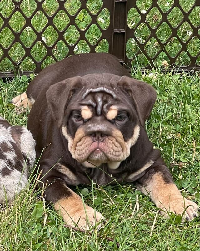 Bulldog Puppies media 5