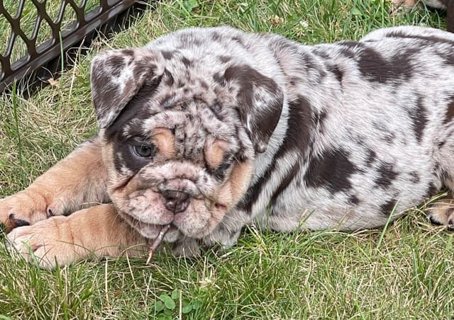 Bulldog Puppies media 6