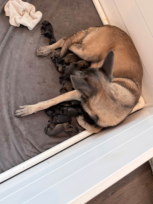 Belgian Malinois Puppies media 2