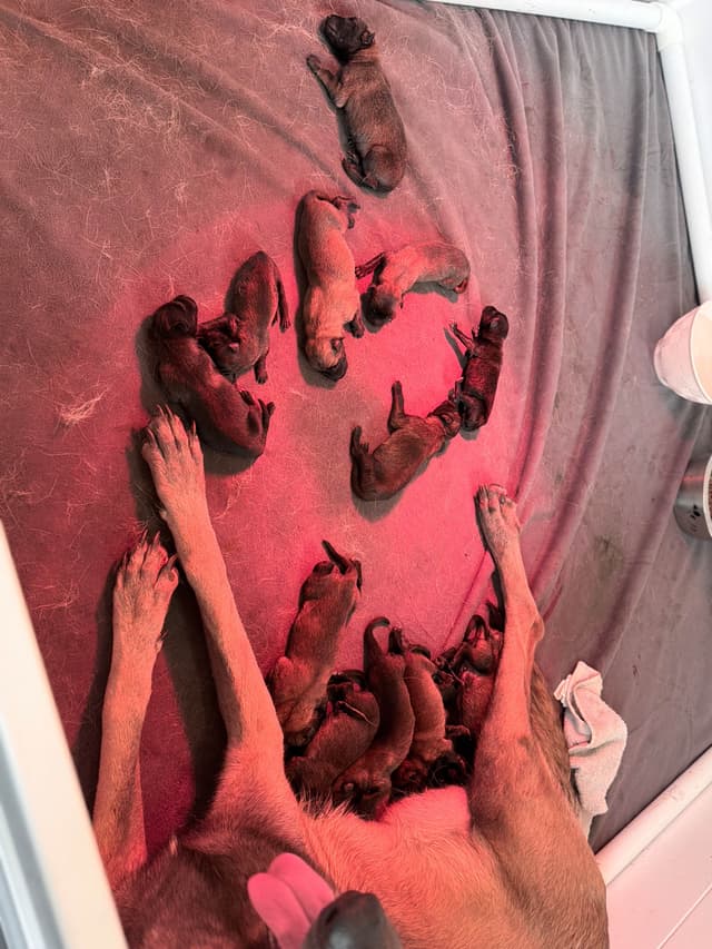 Belgian Malinois Puppies media 3