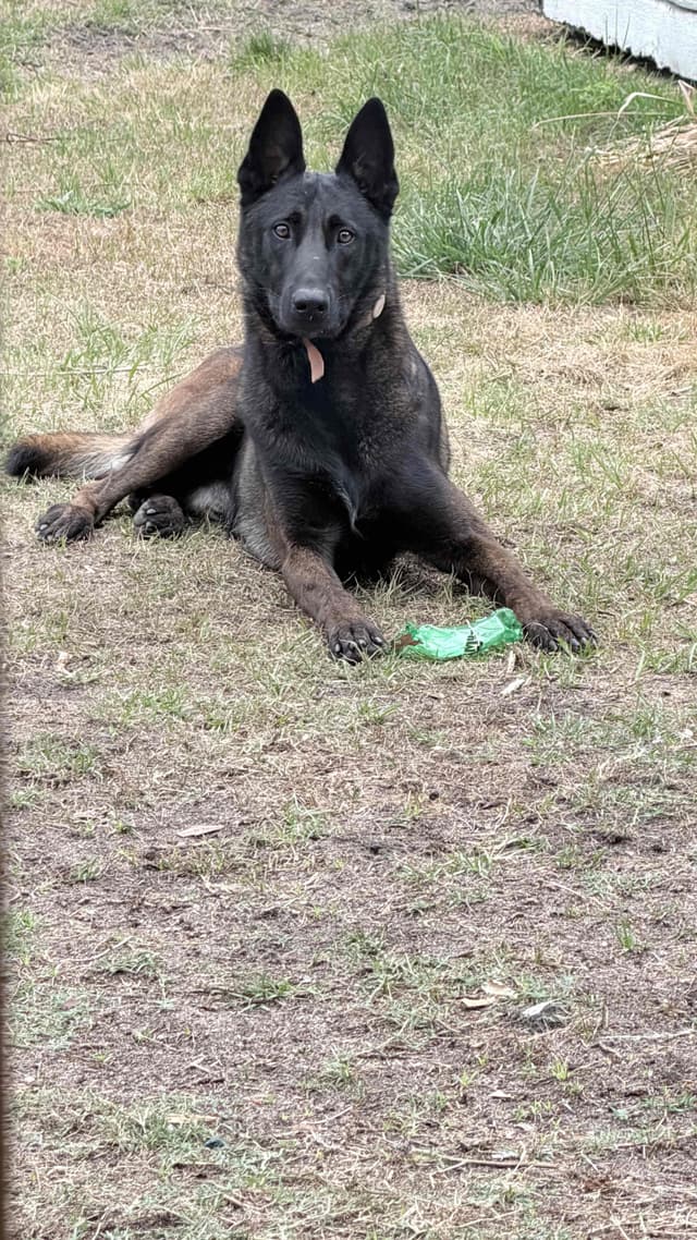 Belgian Malinois Puppies media 4