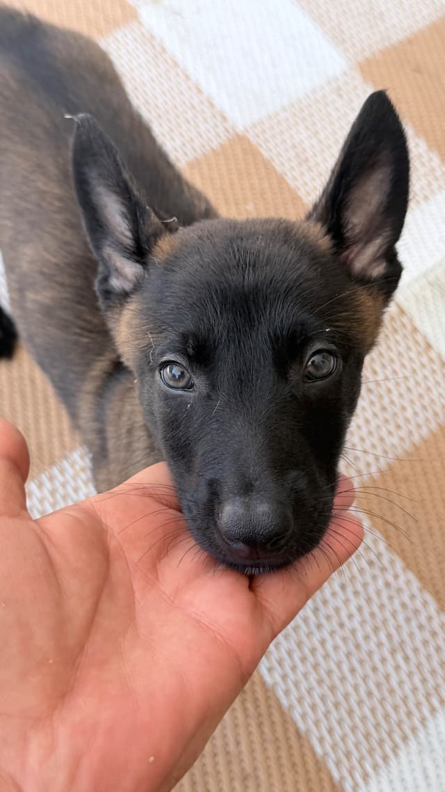 Belgian Malinois Puppies media 5