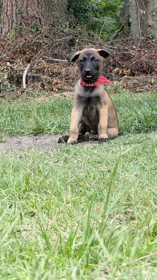Belgian Malinois Puppies media 6