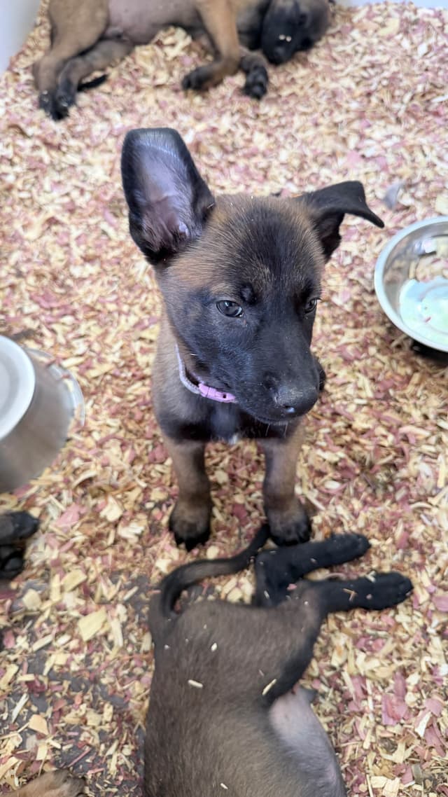 Belgian Malinois Puppies media 7