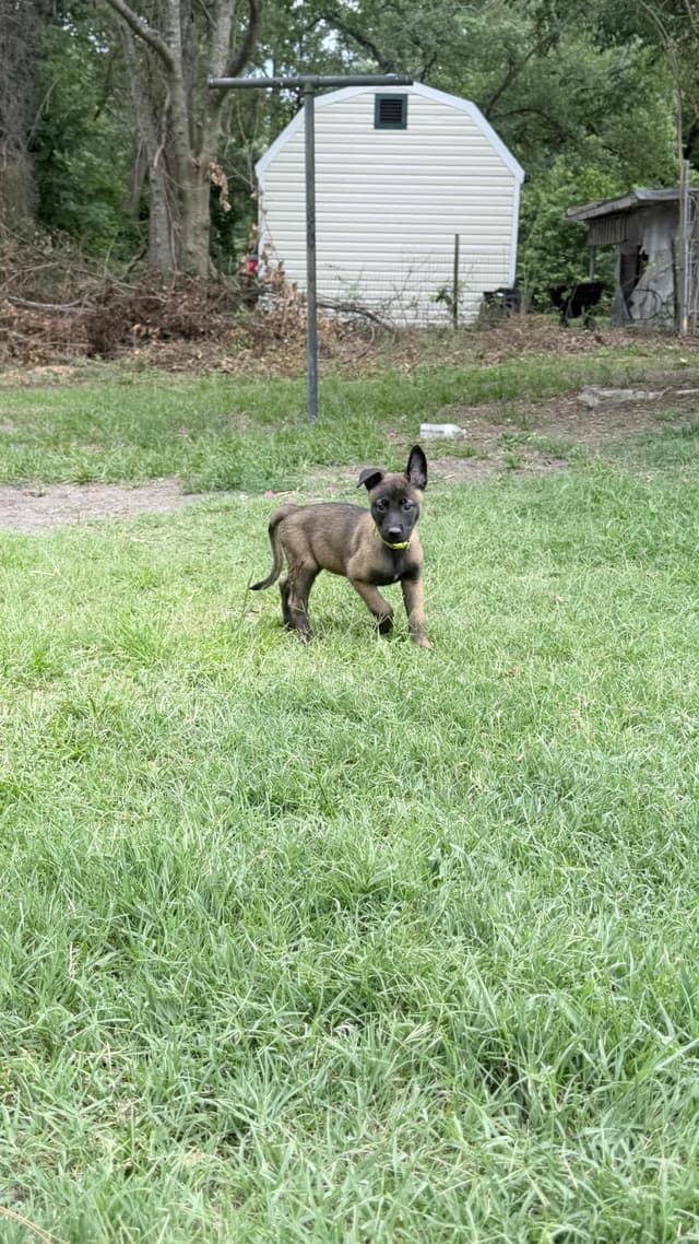 Belgian Malinois Puppies media 8