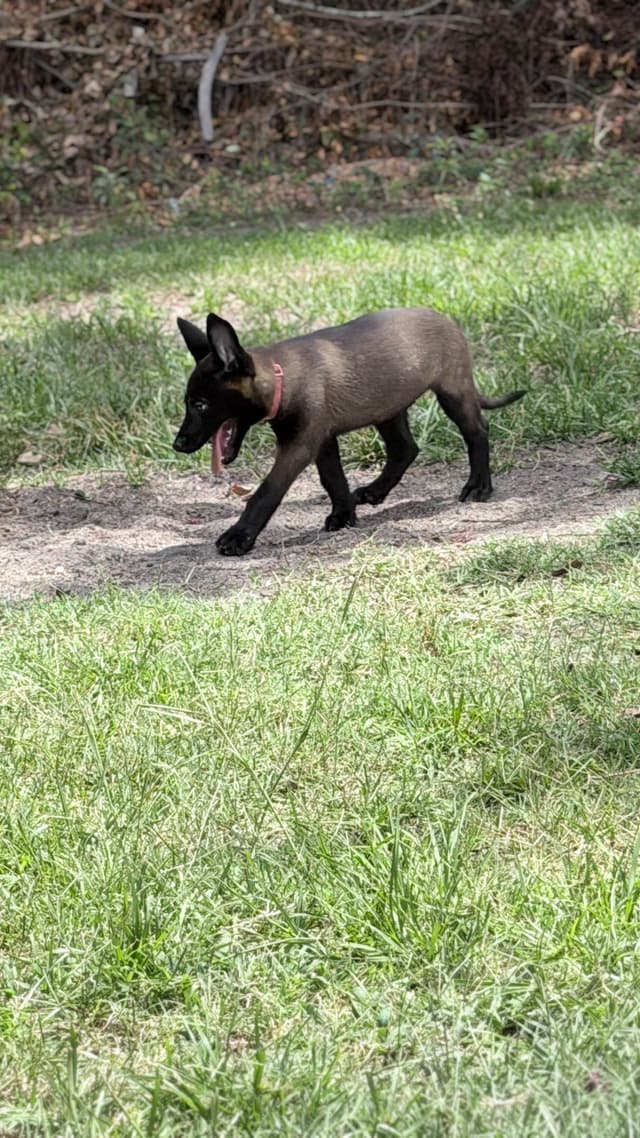 Belgian Malinois Puppies media 9