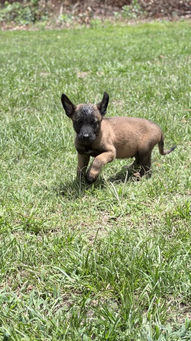 Belgian Malinois Puppies media 10