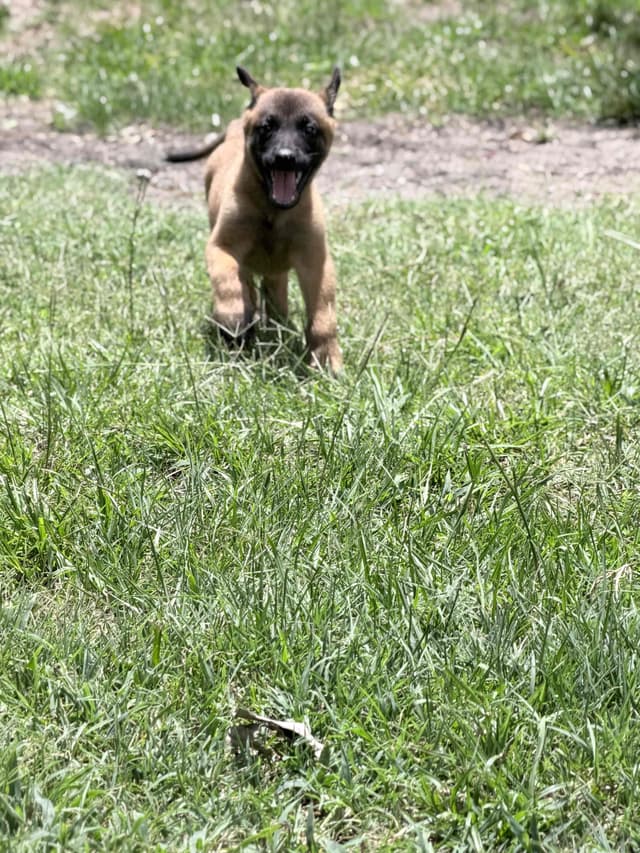 Belgian Malinois Puppies media 11
