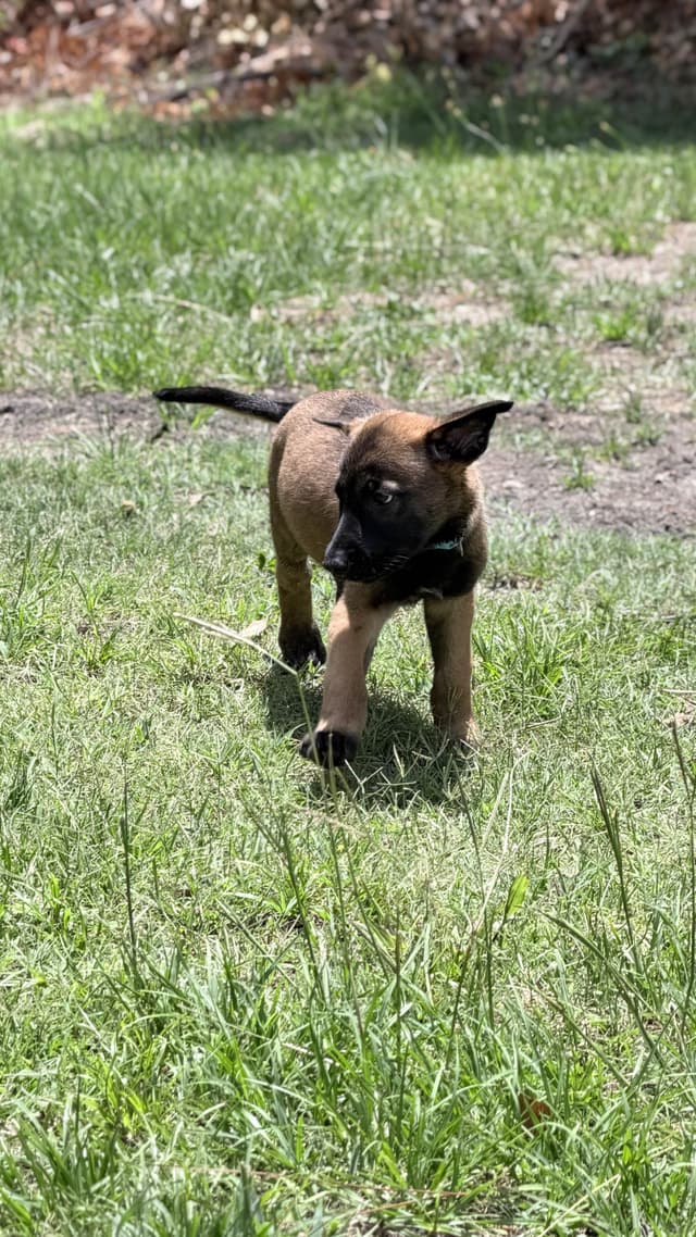 Belgian Malinois Puppies media 12