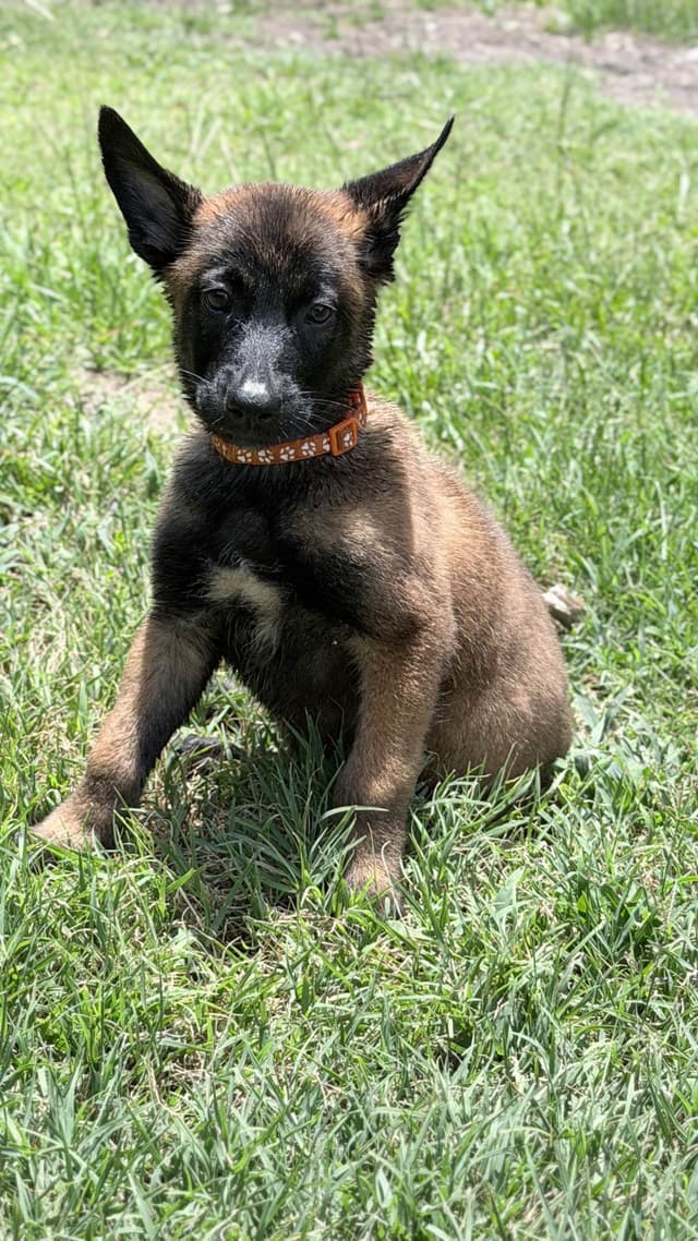 Belgian Malinois Puppies media 13
