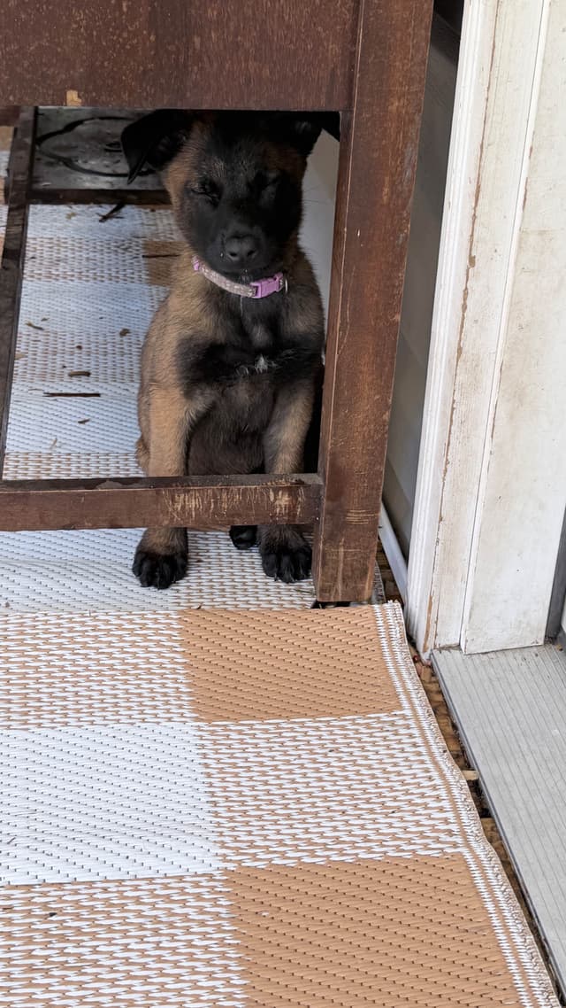 Belgian Malinois Puppies media 14