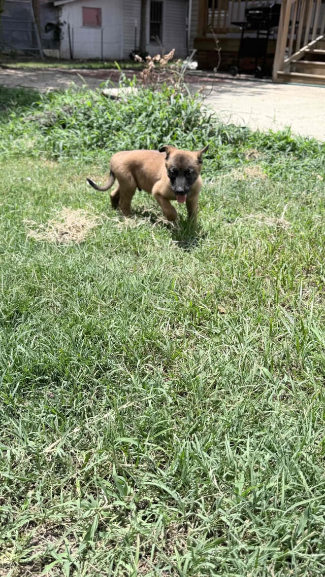 Belgian Malinois Puppies media 15