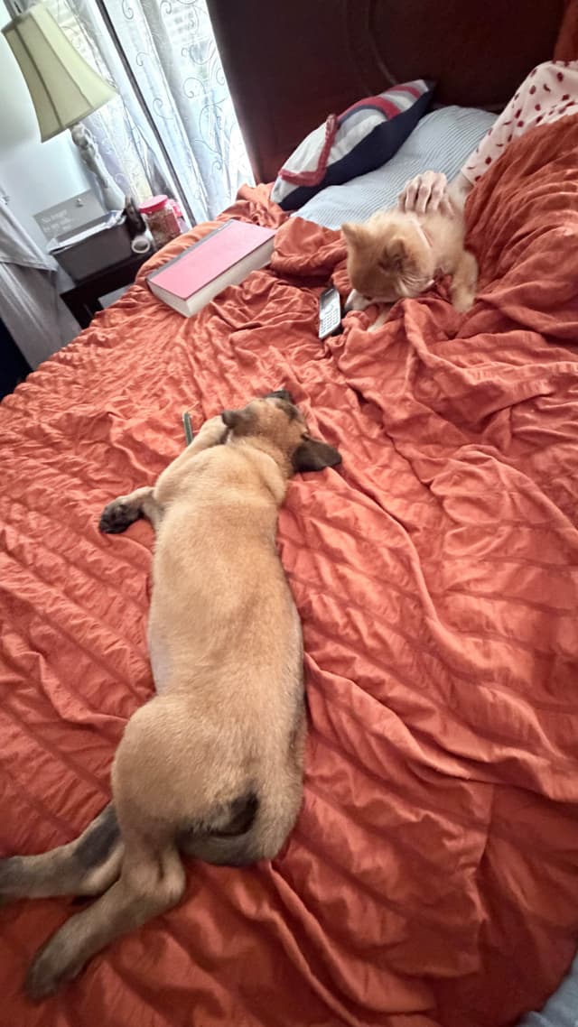 Belgian Malinois Puppies media 17
